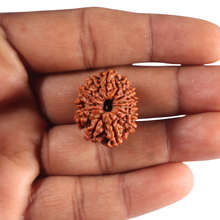 Load image into Gallery viewer, 13 Mukhi Nepalese Rudraksha - Bead No. 393