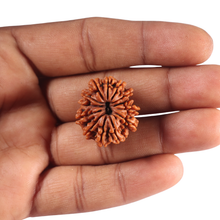 Load image into Gallery viewer, 12 Mukhi Nepalese Rudraksha - Bead No 401