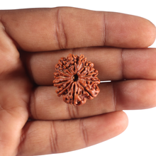 Load image into Gallery viewer, 12 Mukhi Nepalese Rudraksha - Bead No 402