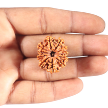 Load image into Gallery viewer, 11 Mukhi Nepalese Rudraksha - Bead No. 446