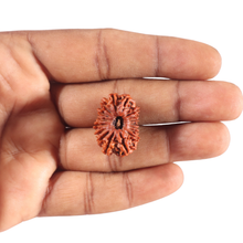 Load image into Gallery viewer, 17 Mukhi Nepalese Rudraksha - Bead No. 63
