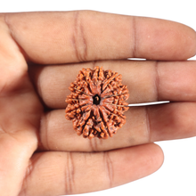 Load image into Gallery viewer, 11 Mukhi Nepalese Rudraksha - Bead No. 443