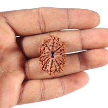 Load image into Gallery viewer, 13 Mukhi Nepalese Rudraksha - Bead No. 350