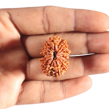 Load image into Gallery viewer, 14 Mukhi Nepalese Rudraksha - Bead No. 312