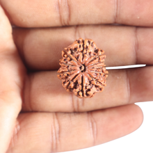 Load image into Gallery viewer, 11 Mukhi Nepalese Rudraksha - Bead No.406