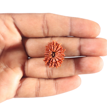 Load image into Gallery viewer, 17 Mukhi Nepalese Rudraksha - Bead No. 71