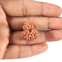 Load image into Gallery viewer, 13 Mukhi Nepalese Rudraksha - Bead No. 352
