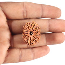 Load image into Gallery viewer, 13 Mukhi Nepalese Rudraksha - Bead No. 288