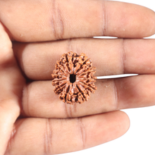 Load image into Gallery viewer, 11 Mukhi Nepalese Rudraksha - Bead No. 211A