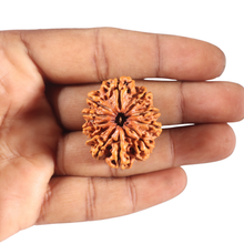 Load image into Gallery viewer, 11 Mukhi Nepalese Rudraksha - Bead No. 437