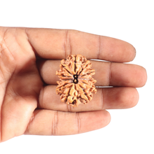 Load image into Gallery viewer, 11 Mukhi Nepalese Rudraksha - Bead No. 361