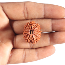 Load image into Gallery viewer, 14 Mukhi Nepalese Rudraksha - Bead No. 291
