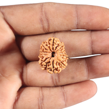 Load image into Gallery viewer, 11 Mukhi Nepalese Rudraksha - Bead No. 402