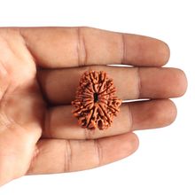 Load image into Gallery viewer, 14 Mukhi Nepalese Rudraksha - Bead No. 219