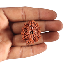 Load image into Gallery viewer, 11 Mukhi Nepalese Rudraksha - Bead No. 440