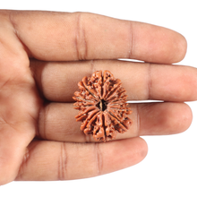 Load image into Gallery viewer, 13 Mukhi Nepalese Rudraksha - Bead No. 189