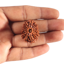 Load image into Gallery viewer, 17 Mukhi Nepalese Rudraksha - Bead No. 76
