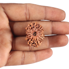 Load image into Gallery viewer, 13 Mukhi Nepalese Rudraksha - Bead No. 286