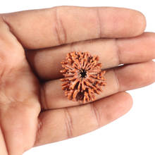 Load image into Gallery viewer, 13 Mukhi Nepalese Rudraksha - Bead No. 140