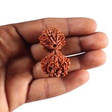 Load image into Gallery viewer, 18 Mukhi Gaurishankar Rudraksha from Nepal - Bead No. 60