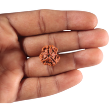 Load image into Gallery viewer, 3 Mukhi Rudraksha from Nepal - Bead No. 466