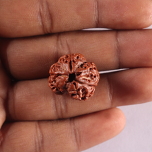Load image into Gallery viewer, 3 Mukhi Rudraksha from Nepal - Bead No. 452