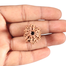 Load image into Gallery viewer, 10 Mukhi Nepalese Rudraksha - Bead No. 121