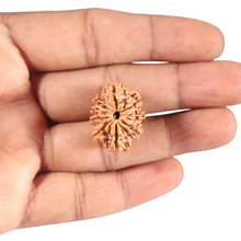 Load image into Gallery viewer, 9 Mukhi Nepalese Rudraksha - Bead No. 436