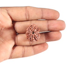Load image into Gallery viewer, 9 Mukhi Nepalese Rudraksha - Bead No. 12