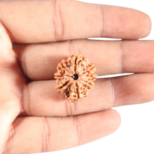 Load image into Gallery viewer, 8 Mukhi Nepalese Rudraksha - Bead No. 447
