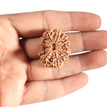 Load image into Gallery viewer, 12 Mukhi Nepalese Rudraksha - Bead No. 266