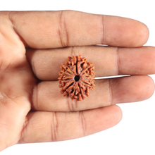 Load image into Gallery viewer, 10 Mukhi Nepalese Rudraksha - Bead No. 441