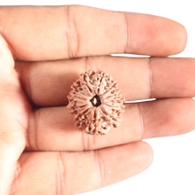 Load image into Gallery viewer, 12 Mukhi Nepalese Rudraksha - Bead No 392
