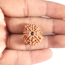 Load image into Gallery viewer, 12 Mukhi Nepalese Rudraksha - Bead No 389