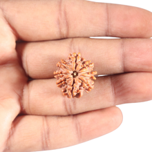 Load image into Gallery viewer, 9 Mukhi Nepalese Rudraksha - Bead No. 453