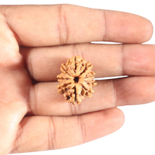 Load image into Gallery viewer, 9 Mukhi Nepalese Rudraksha - Bead No. 442