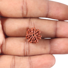Load image into Gallery viewer, 7 Mukhi Nepalese Rudraksha - Bead No 177