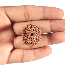 Load image into Gallery viewer, 10 Mukhi Nepalese Rudraksha - Bead No. 106