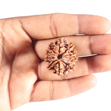 Load image into Gallery viewer, 10 Mukhi Nepalese Rudraksha - Bead No 137