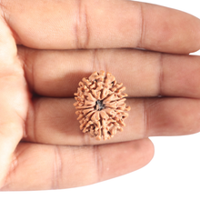 Load image into Gallery viewer, 12 Mukhi Nepalese Rudraksha - Bead No 390