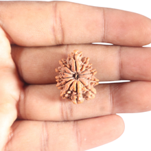Load image into Gallery viewer, 12 Mukhi Nepalese Rudraksha - Bead No 382