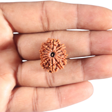 Load image into Gallery viewer, 12 Mukhi Nepalese Rudraksha - Bead No 367
