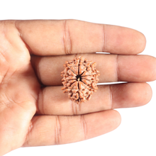Load image into Gallery viewer, 10 Mukhi Nepalese Rudraksha - Bead No 146