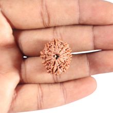Load image into Gallery viewer, 10 Mukhi Nepalese Rudraksha - Bead No 24