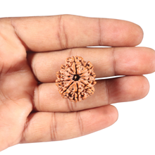 Load image into Gallery viewer, 10 Mukhi Nepalese Rudraksha - Bead No 158