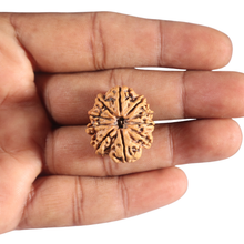 Load image into Gallery viewer, 10 Mukhi Nepalese Rudraksha - Bead No 344