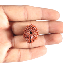 Load image into Gallery viewer, 9 Mukhi Nepalese Rudraksha - Bead No. 148