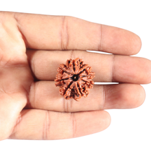 Load image into Gallery viewer, 8 Mukhi Nepalese Rudraksha - Bead No. 151
