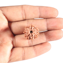 Load image into Gallery viewer, 9 Mukhi Nepalese Rudraksha - Bead No. 455