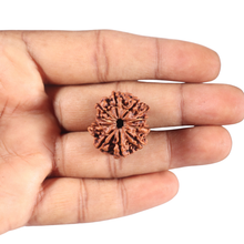 Load image into Gallery viewer, 10 Mukhi Nepalese Rudraksha - Bead No. 443